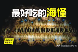 蛤、蚶、蛏、蚝、蚬有什么区别？这是一群美味海怪与人类的故事图片