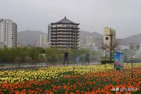 四月盛放的刘家峡郁金香花海 是黄河岸边一道靓丽的风景线图片