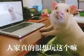 猪猪表情包｜我爱工作，工作使我又白又胖图片