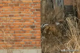 雄虎找老婆究竟有多难？完达山一号被放生6个月，至今仍未有老婆图片