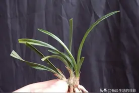 有新手兰友问野生兰花和组培兰花谁更好呢？这是一个好问题图片