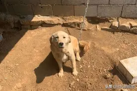 金毛的状态越来越好，它看到陌生人不再害怕了图片