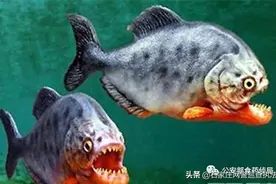 公安部提醒：这些外来物种，禁止放生！！图片