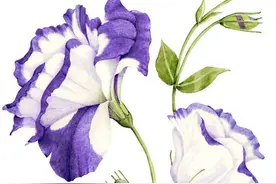 澳大利亚艺术家Allison Langton ​植物水彩，干净清新图片