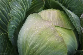 包菜种植时间和方法图片
