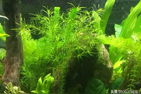 蜈蚣草的养护方法，简单的水草也有养不好的时候，如何去避免图片