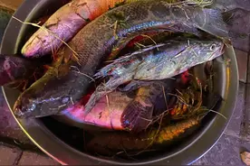 鳜鱼、黑鱼、大闸蟹，江苏男子夜钓河里忽然大量水族浮头图片