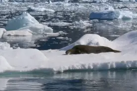 虎鲸：海豹，你已经被我们包围了，请放弃抵抗图片