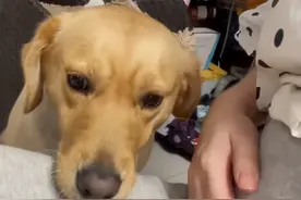 上海一女子怀孕婆婆要将狗子送走她坚持留下，狗子一个细节太暖了图片