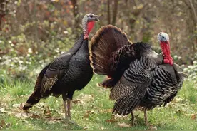 美国人为什么不吃猪头？图片