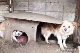 两只狗狗被关笼中9年，小狗从小到老未出门，唯有狗妈相伴，可怜图片