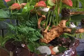 朋友搬新居，送什么花比较好？这4种“富贵”花肯定讨人喜欢图片