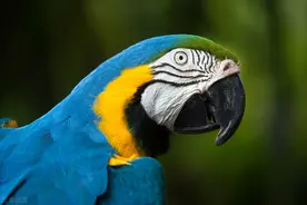 鹦鹉买卖犯罪的法律问题研究图片