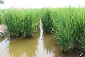 稻田混养虾蟹注意事项图片