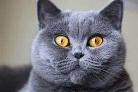 猫咪眼睛冷知识：看起来特别迷人，但它真的看不清图片