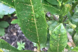 十几遍药打不下的粉虱、蚧壳虫，抓住时机一次就够图片