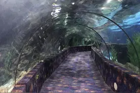 炎炎夏日，去郑州海洋馆看“胡辣汤”图片