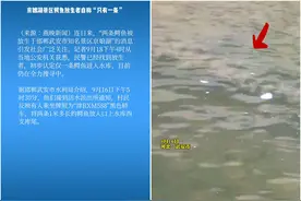 武安鳄鱼已被发现，鳄鱼放生事件频发，放生是怎么向杀生演变的？图片