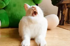 小白兔张着嘴巴打哈欠，小嘴一动一动的，可爱极了视频封面