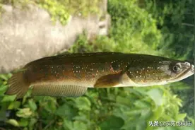 俗称“七星鱼”，酷似泥鳅，有“鱼中珍品”美誉，60元1斤难买到图片
