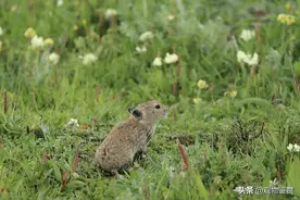 鼠兔长得既像兔，又似鼠，鼠兔的身份更接近兔子还是老鼠图片