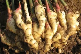 产量远超水稻大豆的大姜，为何价格如此高？那是你不了解这四点图片