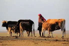 一头牛就几千乃至上万，为什么很多牧民还是很穷？图片