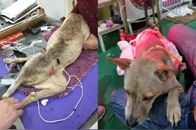 狗狗车祸断脊椎，爬回去遭遇工人抛弃，收废品夫妻花3年助它康复图片