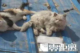 男子诱捕流浪猫卖给饭店当兔肉：它们没主人，不犯法！图片