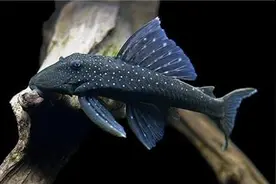 清道夫这种生物到底应该怎么烧才能吃掉图片