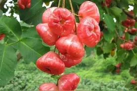 颜值高，但不容易好吃的水果：莲雾图片