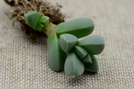 鹿角海棠，来自非洲的奇特植物，像鹿角吗？我觉得更像船图片