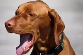 狗狗呕吐不要慌，6种情况与处理图片