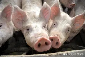今年又倒在了养猪上面图片