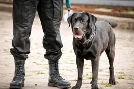 这7种狗，一生最“重视”主人，会用性命“护主”图片
