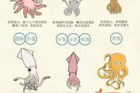 什么季节钓鱿鱼？钓鱿鱼入门装备有哪些？图片