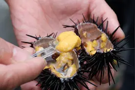 吃海胆没有胆黄正常吗？网友：在海南生活了10年，从没吃到胆黄图片