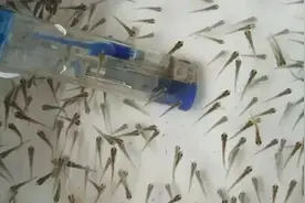 鱼苗鱼种各个规格及长度的名称与鱼苗大小测量和计数方法图片