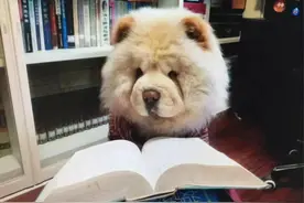 养了13年的狗狗走了，我该如何和儿子解释图片