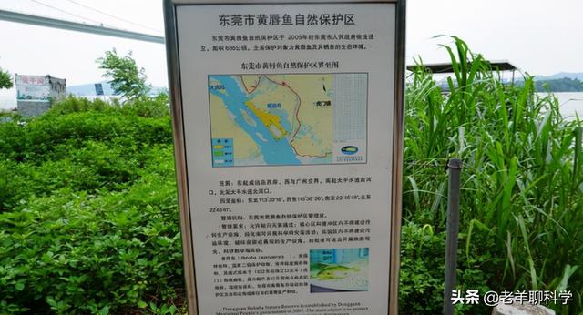 取花胶 2026年取花胶的是什么鱼