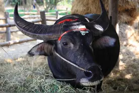 逐渐消失职业——屠牛匠人图片