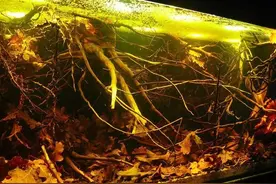 经典案例！我是被这些原生作品拉下水的！图片