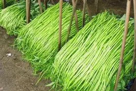 博白空心菜名扬海外，本地人都不舍得吃，卖到美国价格比肉贵！