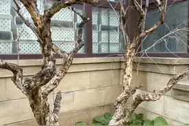 去年大批石榴、无花果树被冻死 @昌平人 这样护树更有效图片