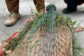 广东老乡街头售卖30斤“珠江老鳖”，称是珠江里钓起来的图片