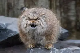 猫科动物表情包：兔狲，家猫那么大，是怎么把自己活成一代猛兽的图片