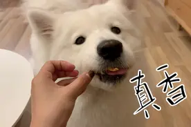 好吃又不贵的8款狗零食推荐图片