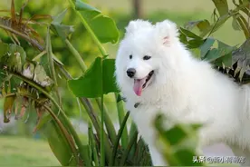 萨摩耶和阿拉亲密后，主人欣喜若狂满脸期待，却被生下的怪物气哭图片