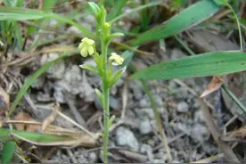 农田杂草"独脚金"，价格上千变"圣草"，怎么种植？图片