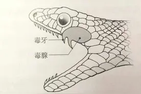 圆斑蝰蛇有多缺德？被咬中后会肾虚，毒性较强，看见一定要躲图片